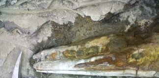 Hallan cráneo de dinosaurio en Ojinaga