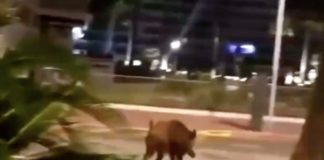 Policía de Cannes descubre a tierno jabalí paseando por las calles