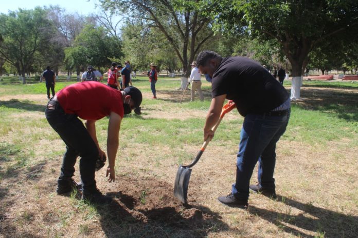 chamizal reforestacion