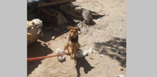 Reciben más de mil denuncias por maltrato animal en lo que va del año