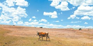 Falta de lluvia pega al campo en 52 municipios de Chihuahua