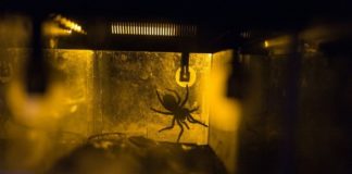 Video: La araña gigante que causó pánico en Metro de la CdMx