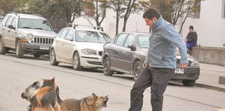 Mordidas de perro, un problema de salud pública en México