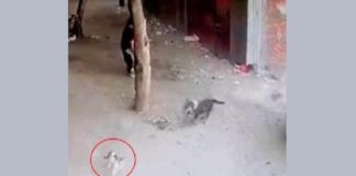 Gato arriesga sus 7 vidas para salvar a niño