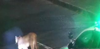 Alertan sobre presencia de pumas en Las Cruces