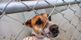 Esperan ser adoptadas 27 mascotas