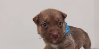 Buscan ser adoptados 5 cachorros en RAMMi