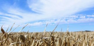 Construye China mayor banco de semillas del mundo