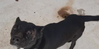 Resguarda RAMMi perros rescatados de incendio