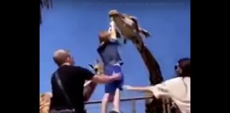 Una jirafa levantó con su cuello a un niño
