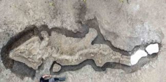 Hallan fósil de dragón marino de 10 metros en una laguna inglesa