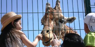 Muere Modesto, la jirafa del Parque Central