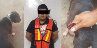 Corta oreja de un perro y lo encarcelan