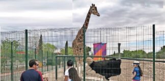 Muere Thomas, la Avestruz que convivió con Modesto