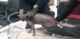 Tatuaron a gato con logo ‘Mexicle’ en el Cereso