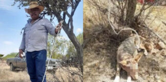 Ofertan coyote vivo a través de redes sociales; ‘arresten a responsables’