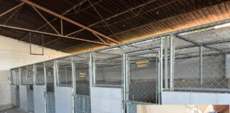 Tendrá Ecología más personal para revisiones en clínicas caninas