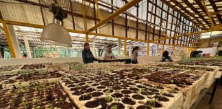 Realizan jornada de voluntariado con 86 personas en vivero de El Chamizal