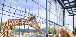 “Benito”, nombre oficial de la nueva jirafa del Parque Central