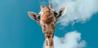 Arriba nueva jirafa al Parque Central