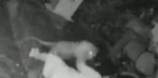 Vídeo: Abuelita enfrenta a jaguar que la atacó mientras descansaba