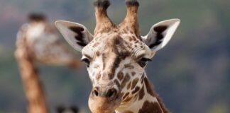 Nace jirafa sin manchas, única en el mundo