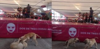Vídeo: Perritos se roban la lucha abajo del ring