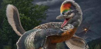 Hallan extraño fósil de dinosaurio con alas en China
