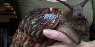 Así es el caracol gigante africano
