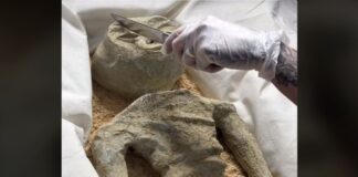 Vídeo: ¿Alíen o pastel? Crean postre de seres ‘no humanos’