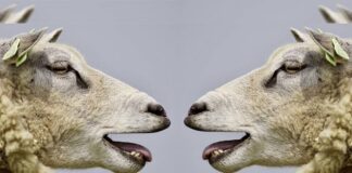 Ovejas devoran 300 kilos de mariguana