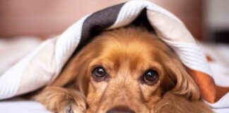 Juez permite a recluso convivir con su perrito antes de sacrificarlo