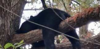 Mamá y sus tres osos pequeños “pasan día de campo” en parque de Monterrey
