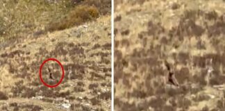 Vídeo: viralizan a supuesto Pie Grande en Colorado