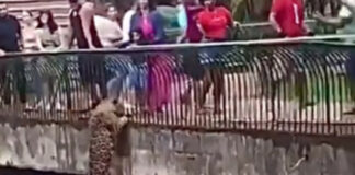 Vídeo: Jaguar escala jaula de zoológico; casi llega a visitantes