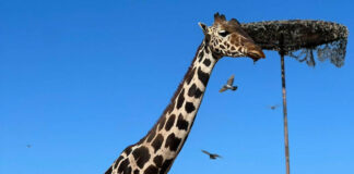 Así llegó Benito!’ a Africam Safari