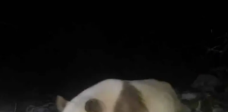 Avistan raro oso panda pardo por primera vez en seis años en las montañas de China