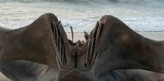 Descubren cráneo gigante de una criatura de 40 toneladas en playa de Carolina del Norte