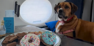 Aerolínea especial para perros hace su primer vuelo