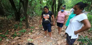 Semarnat investiga muerte de decenas de monos aulladores en Tabasco y Chiapas