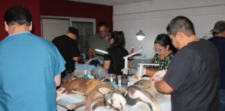Responden juarenses a campaña de esterilización de mascotas