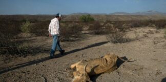Sequía extrema en Chihuahua, la peor en 50 años