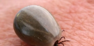 Niño de 7 años muere tras ser mordido por garrapata en BC