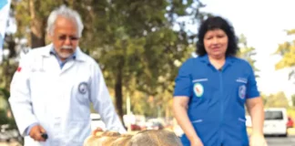 Impulsan en redes venta de animales exóticos como regalos de Navidad