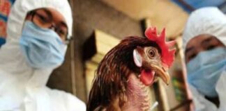 Científicos no descartan una pandemia por gripe aviar