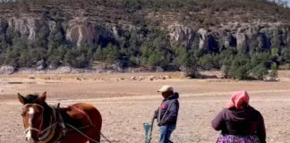 La sierra Tarahumara enfrenta desolación