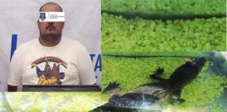 Arrestan a hombre por tener en venta cocodrilo y tres iguanas