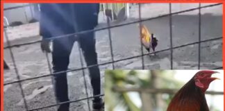 Gallo de pelea asesina al hombre que lo obligaba a pelear
