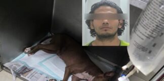 Dictan prisión preventiva a hombre que agarró a tubazos a perrita en La Chaveña