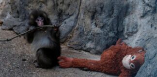 PETA demanda traslado de Punch, asegura que sufre trauma por aislamiento